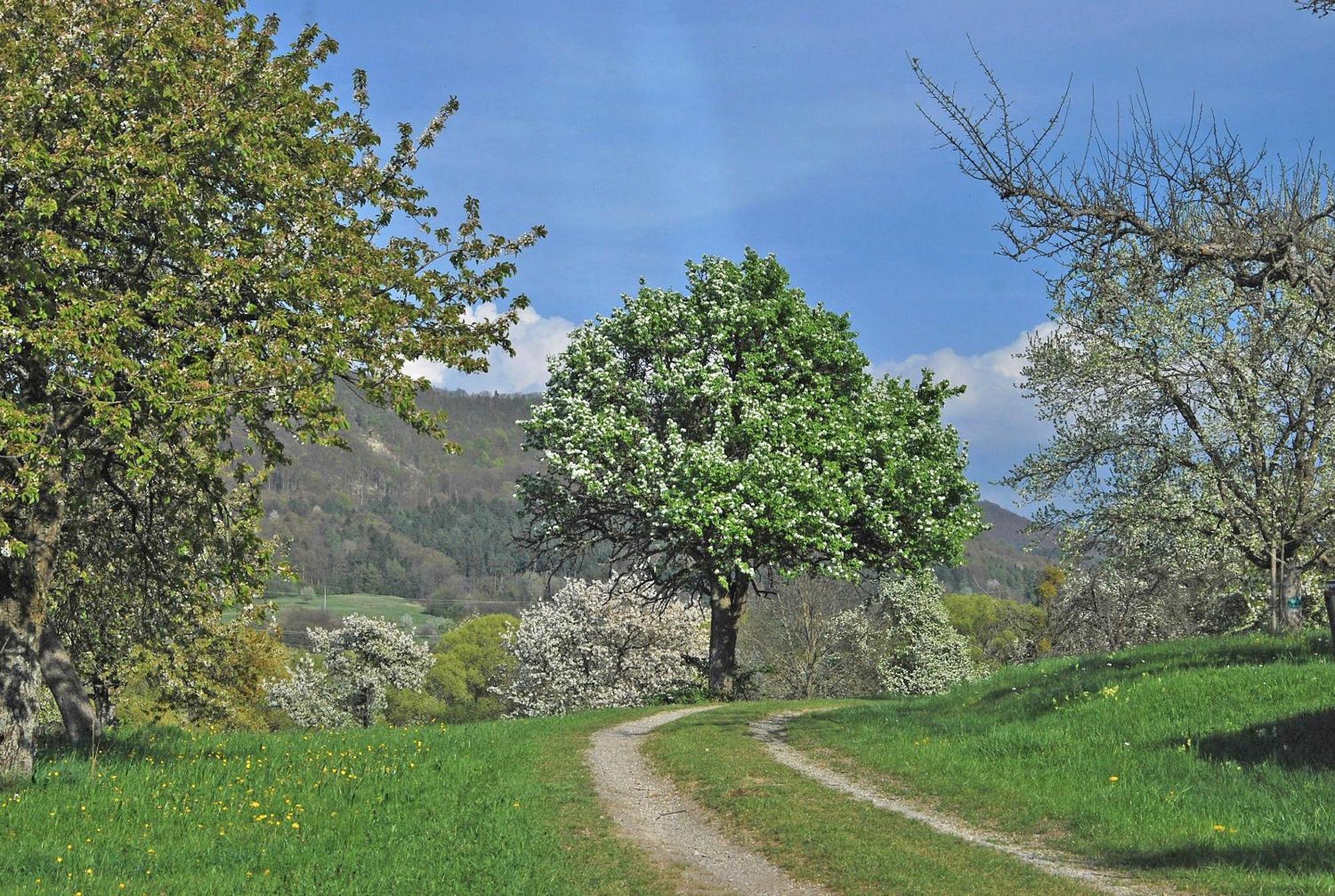 Ferienwohnungen Beim Imker Mössingen Dış mekan fotoğraf